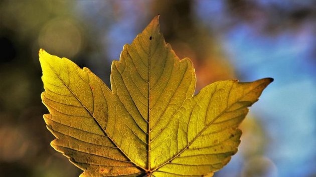 В Україні стане трохи тепліше: прогноз на 22 жовтня
