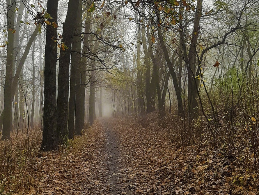 Погода в ноябре: начало месяца будет теплым, - синоптик