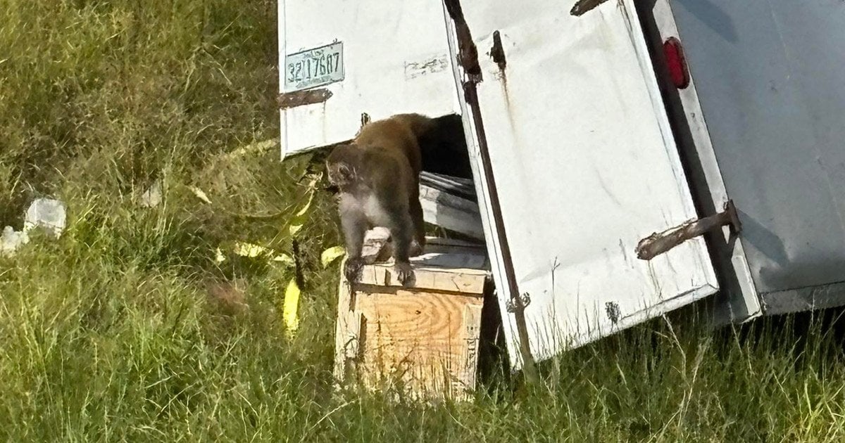 Були інфіковані небезпечними вірусами: у США після ДТП втекли лабораторні мавпи