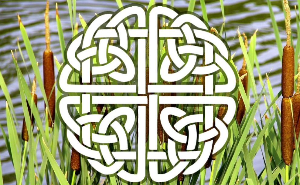 Кельтский гороскоп на 1 ноября 2025 года