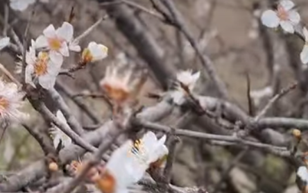 В Одесской области алыча перепутала времена года и зацвела