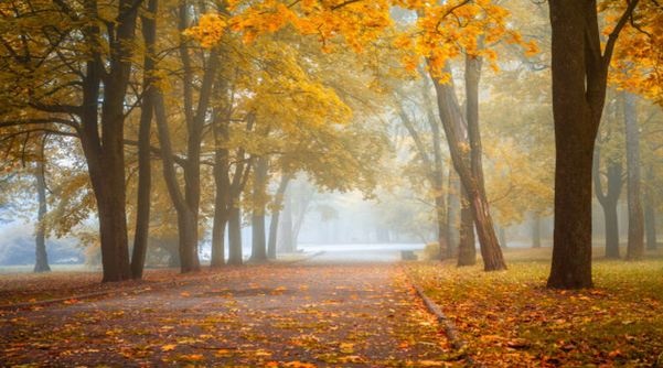 Туман і до +18 градусів: синоптики дали прогноз погоди на 2 листопада