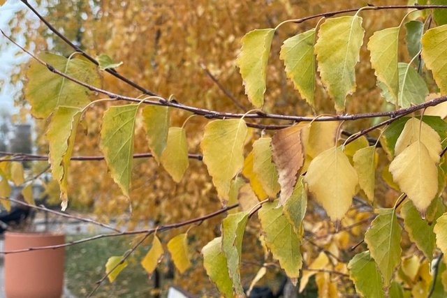 Погода змінюватиметься: що чекає на українців до кінця тижня