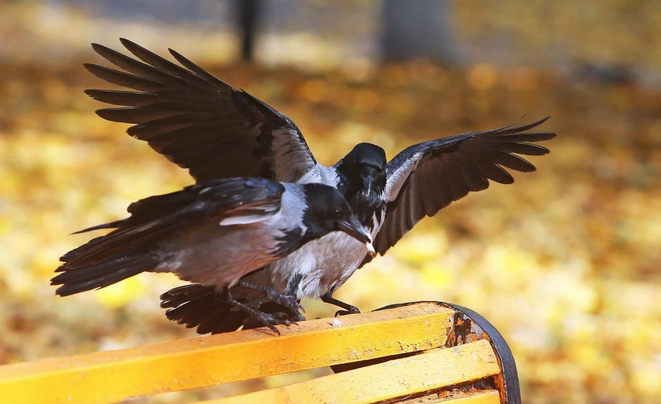 С 6 ноября погода в Украине начнет улучшаться