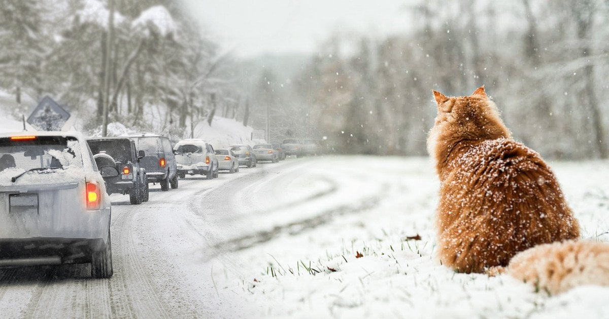 Сніг та ожеледиця: синоптик розповіла, якою буде ця зима в Україні