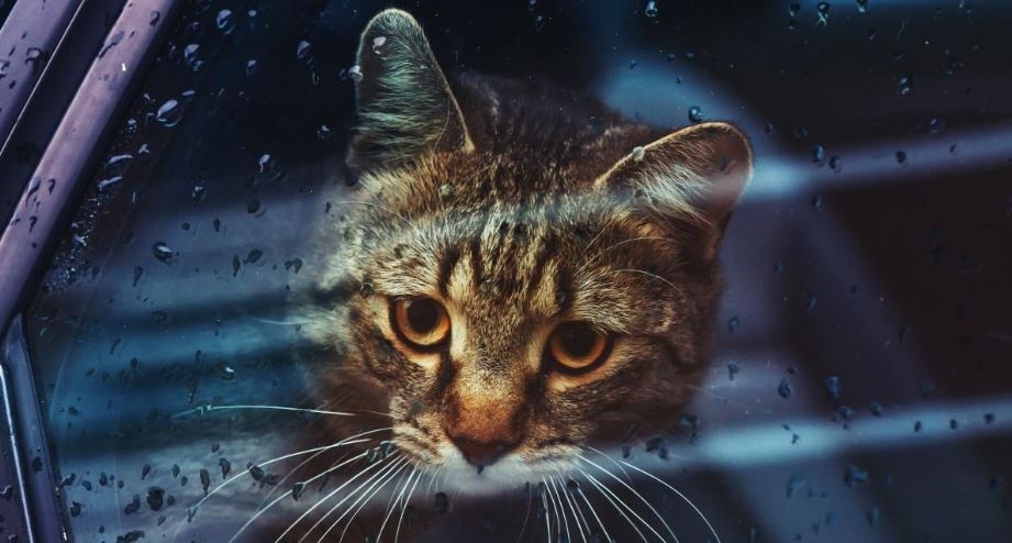 Циклон из Румынии несет в Украину дожди и похолодание: где испортится погода