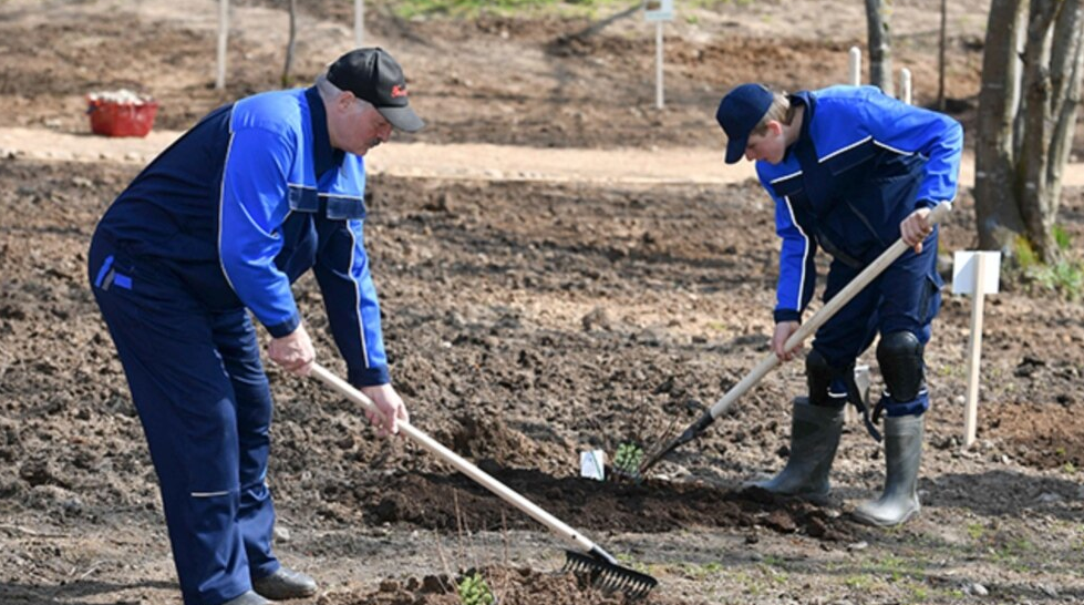 «Халтура!»: білоруси висміяли Лукашенка за неякісну рубку дров