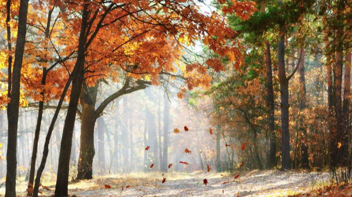 Переважатиме хмарна погода: синоптики дали прогноз погоди на 10 листопада