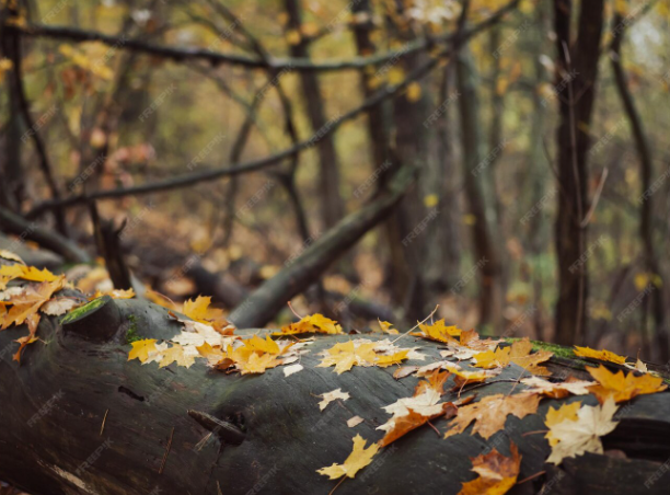 Погода цього тижня: синоптики розповіли, до чого готуватися