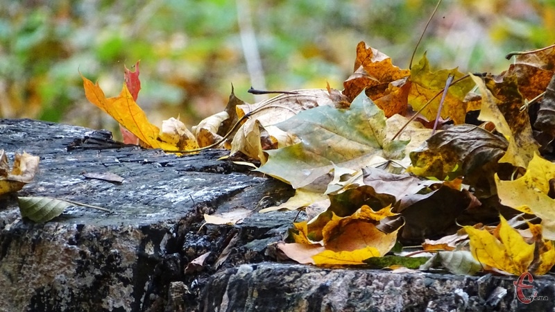 Влажная погода охватит практически всю территорию Украины: прогноз синоптика на сегодня