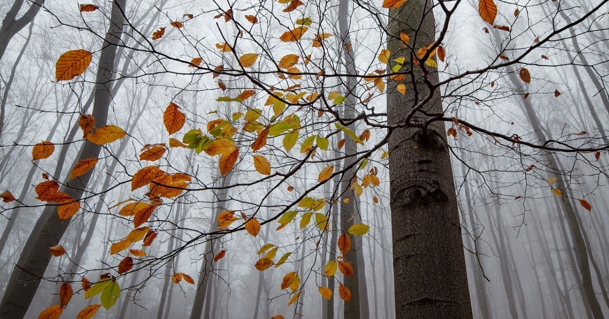 Погода на выходных: в Украине похолодает и задождит