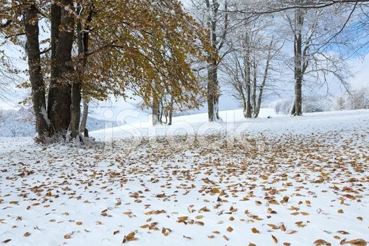 Мороз та сніг: якою буде погода до кінця листопада