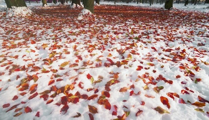 Дощі та сніг: синоптики дали прогноз погоди на сьогодні