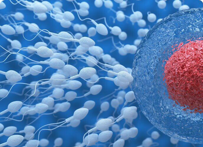 Что такое внутриматочная инсеминация?