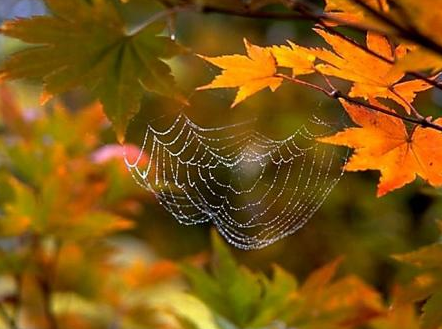 Погода 26 листопада: прогноз від Укргідрометцентру