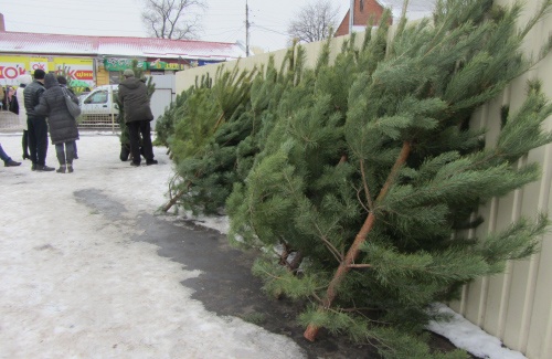 Скільки коштуватимуть новорічні ялинки цього року