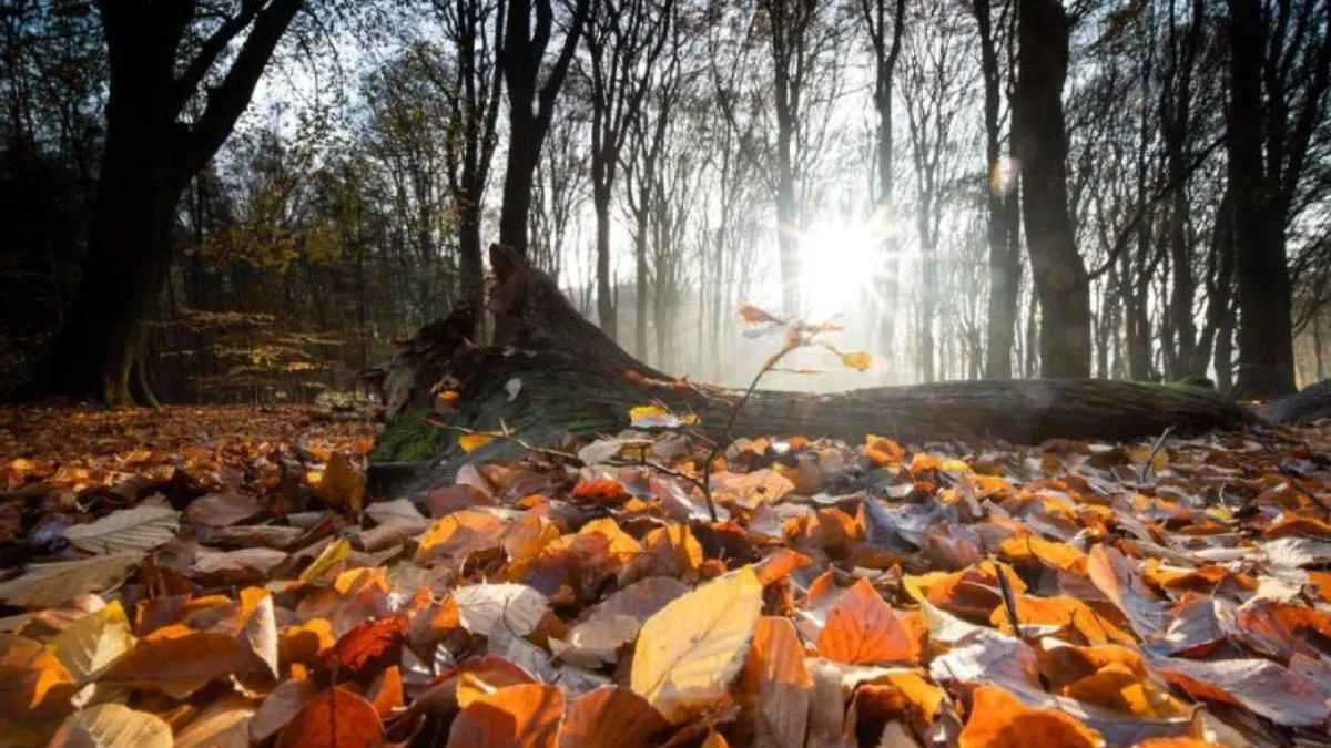 Тепло, але похмуро: якими будуть останні вихідні осені