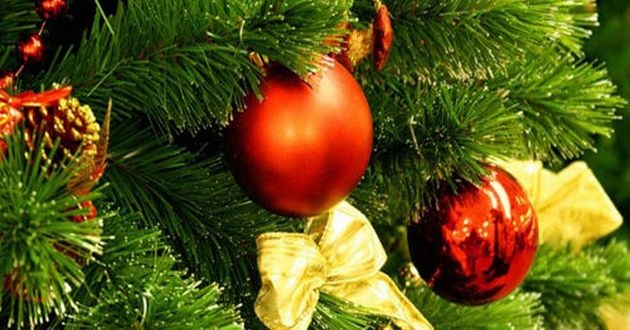 Як вибрати живу ялинку, яка простоїть до Старого Нового року
