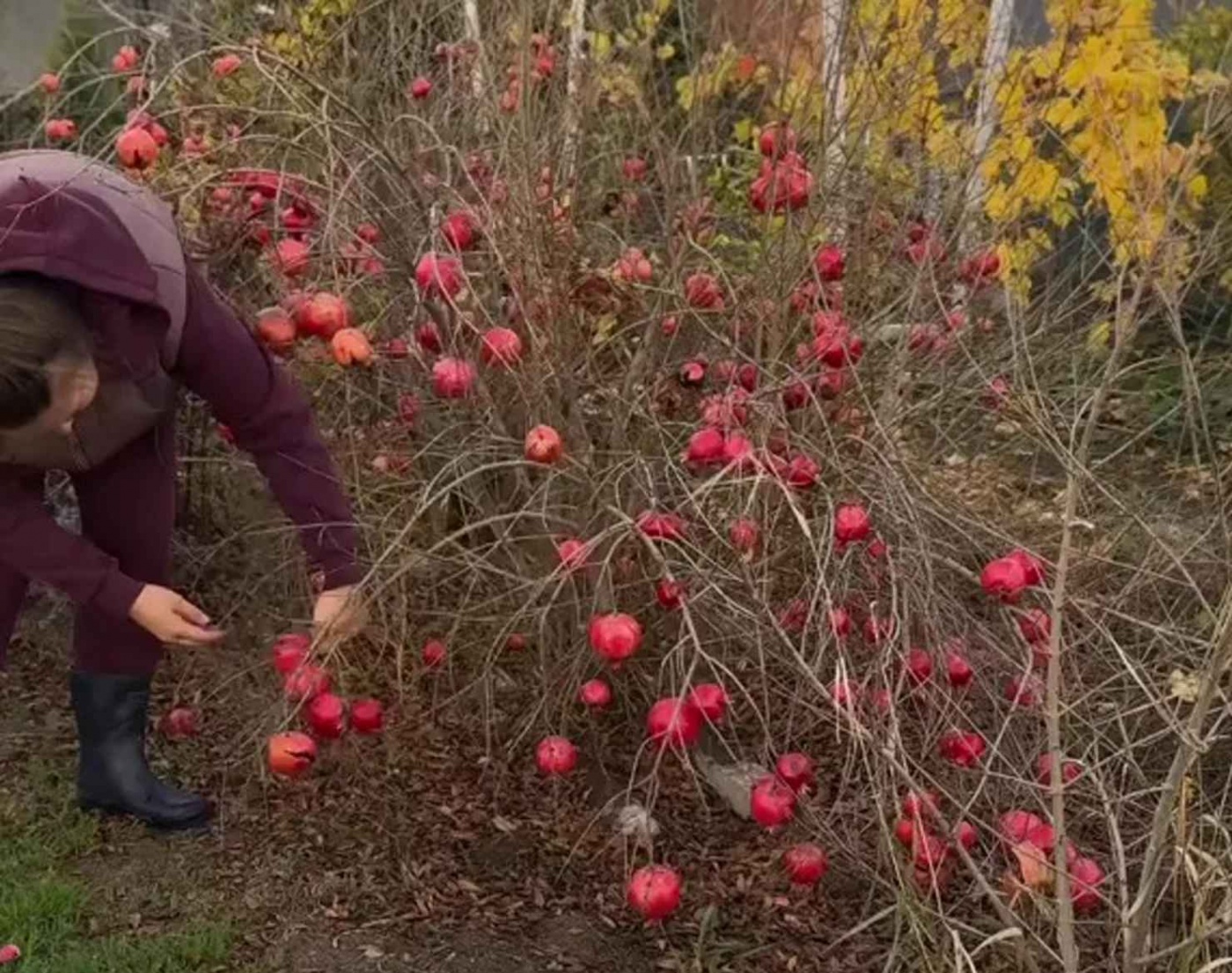 Украинка вырастила кусты граната у себя на огороде