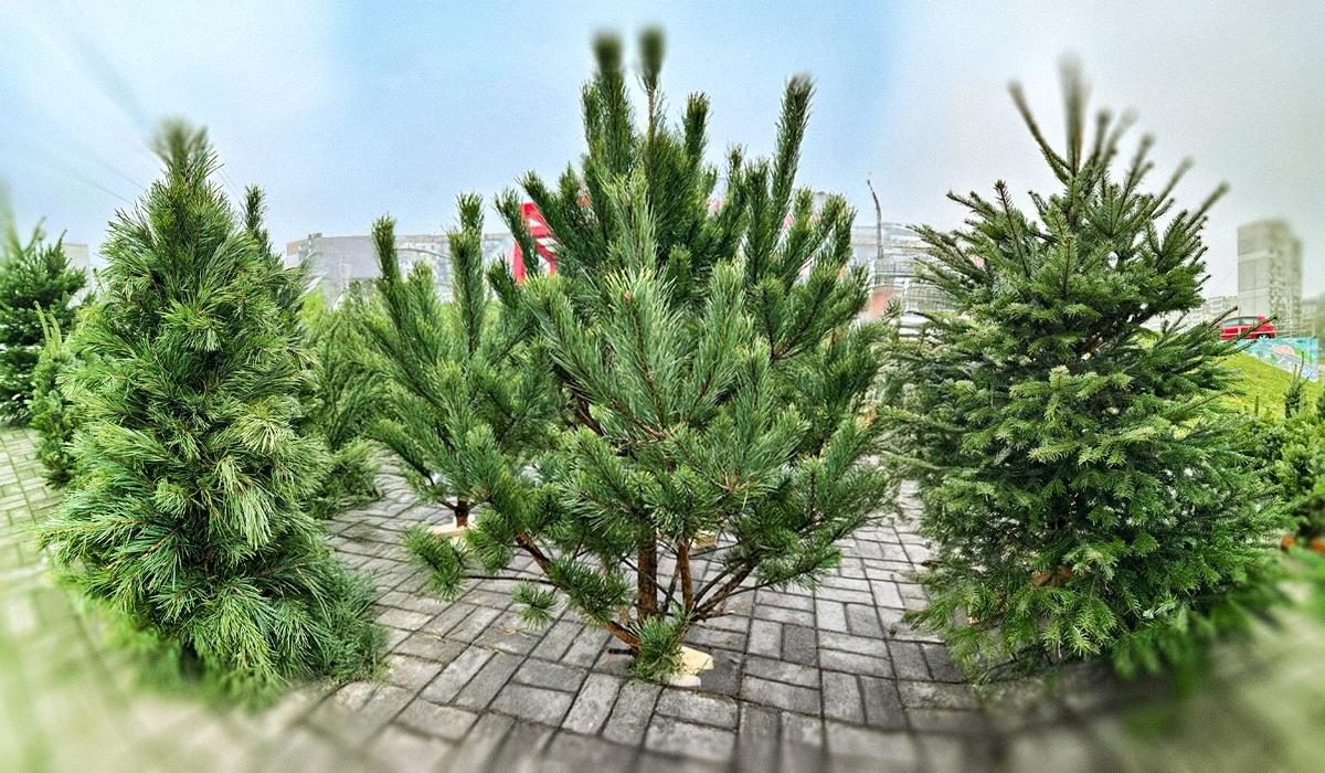 В Україні почалися продажі ялинок: де найдешевші хвойні дерева