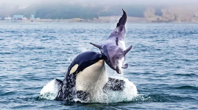 Такого ще не бачили: косатки використовують дельфінів як хортів на полюванні, - вчені