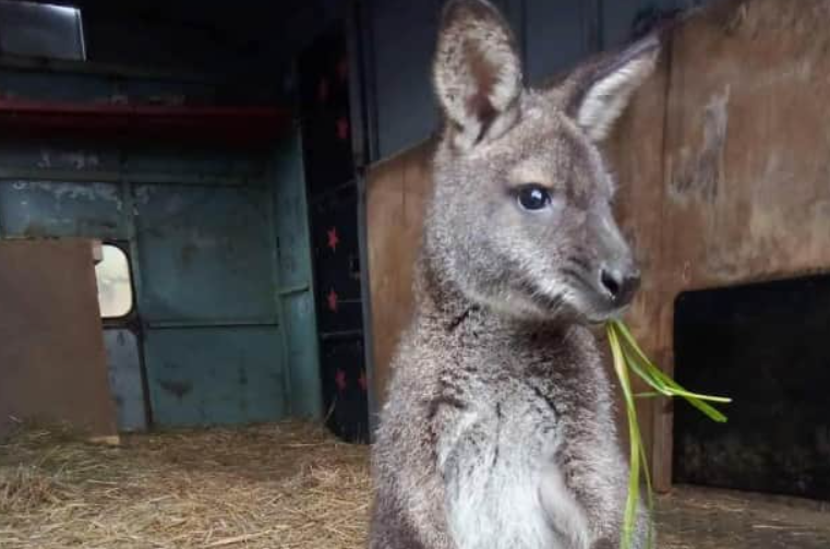 В Чехии пожарные ловили кенгуру, которого купили в качестве рождественского подарка