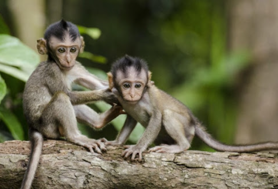 У США розшукують групу мавп, які гуляють містом, фейкові зйомки ускладнюють пошуки