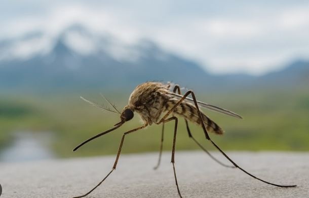 Комарі почали кусати людей частіше: що відбувається