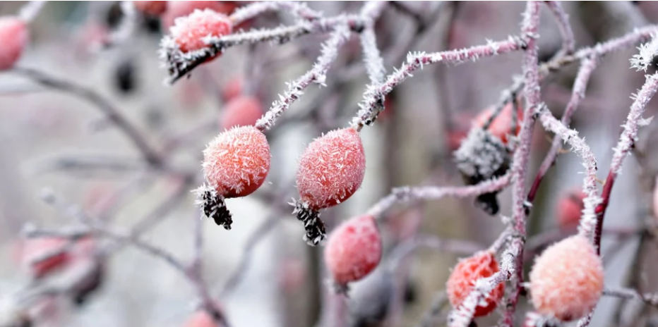 У всьому винен Азійський антициклон: синоптикиня розповіла, як довго триватимуть морози