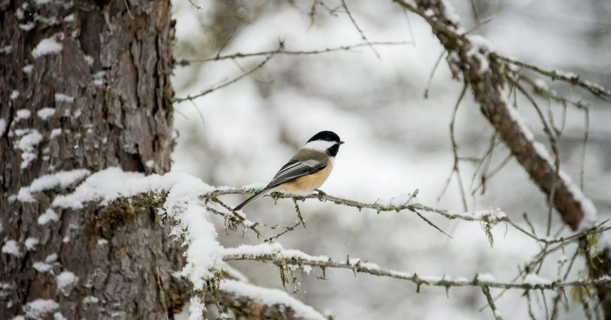 Морози ослабнуть, очікується невеликий сніг: прогноз погоди на сьогодні