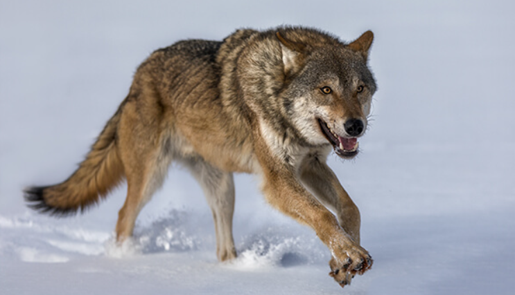 Фінські фермери втрачають оленів через вовків з Росії: там їх кількість різко збільшилася