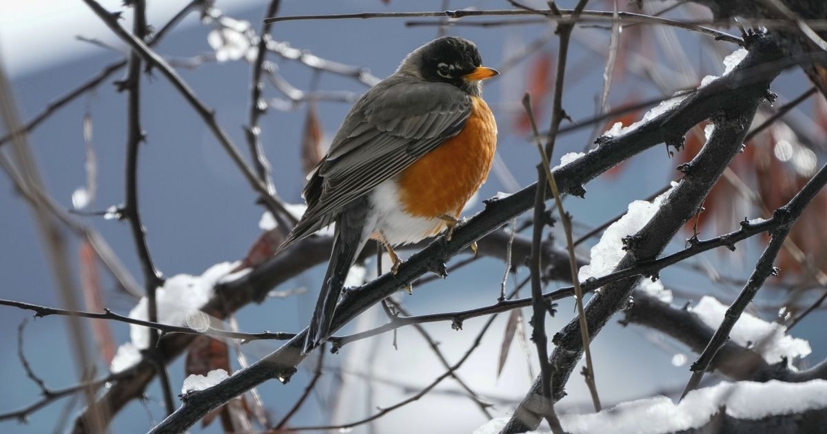 В Україні утримається морозна погода, але не скрізь: у яких регіонах вже буде потепління