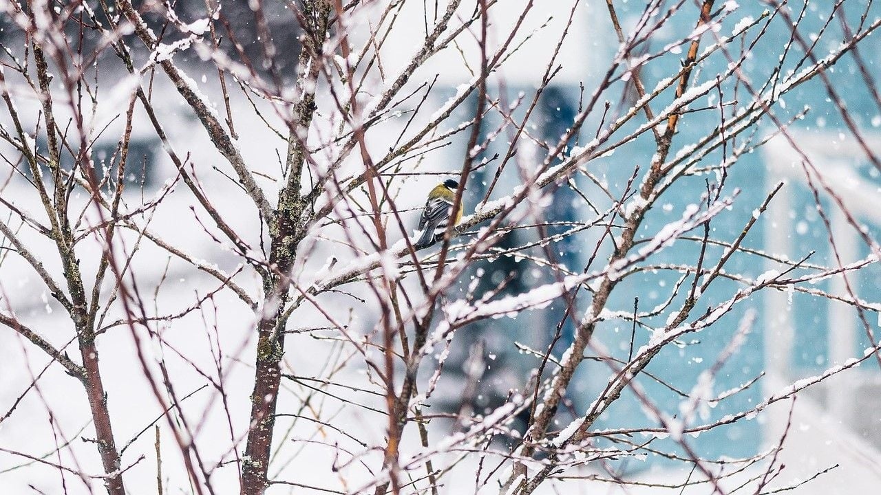 Морози повернулися: якою буде погода сьогодні