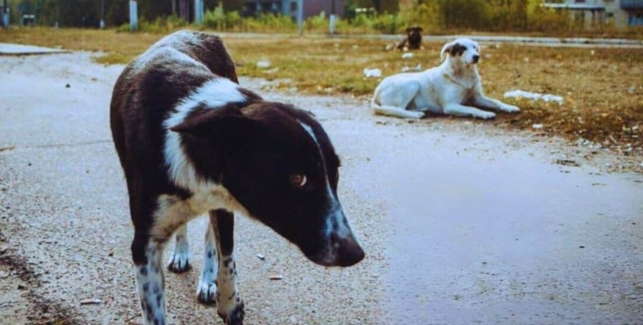 Война в Украине запустила обратную эволюцию собак, - NYT