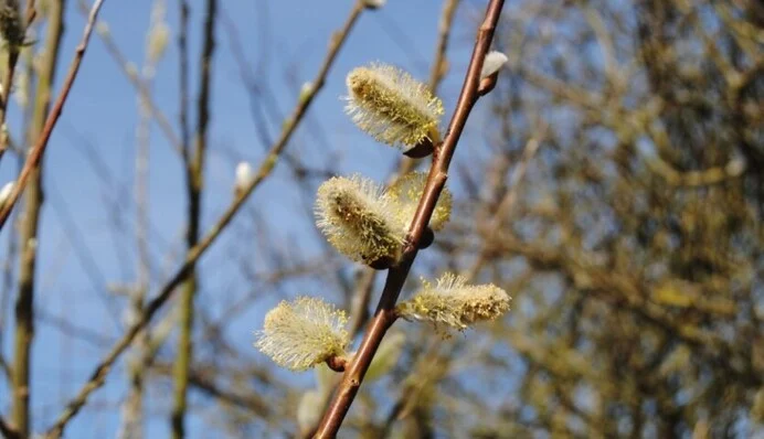 Синоптики поділилися попереднім прогнозом на перший місяць весни: яким буде березень