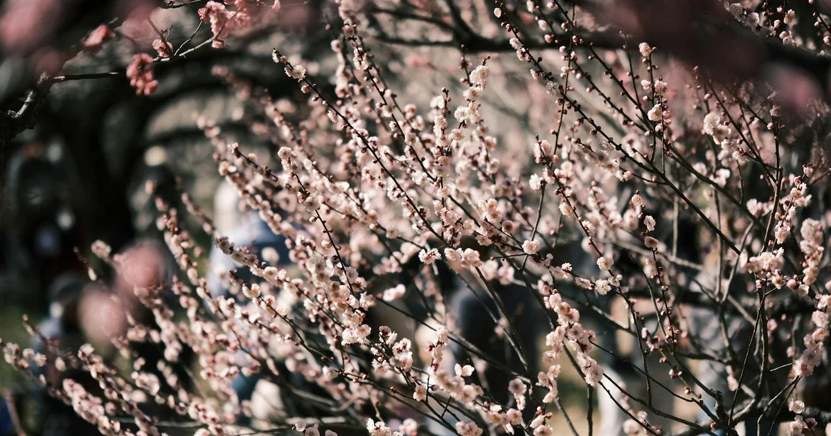 Теплий квітень та літо у травні: синоптики порадували прогнозом погоди на весну