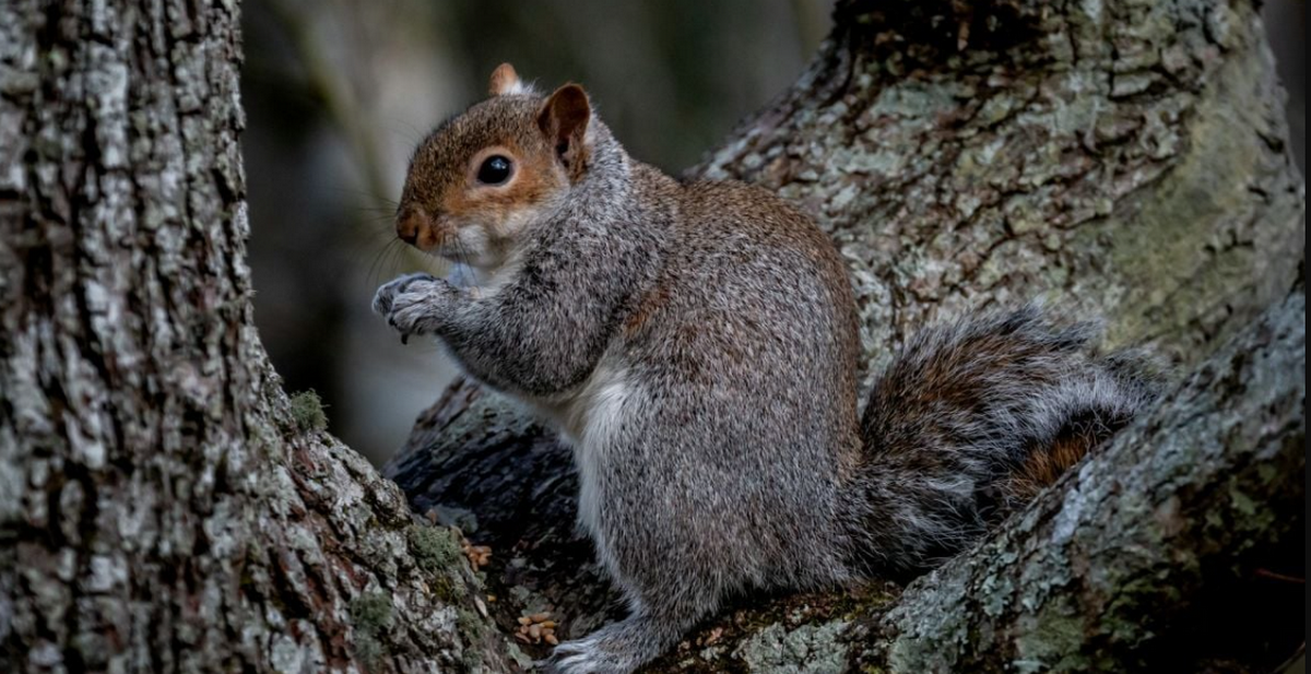Чи чекати весняного тепла: прогноз на 8 березня