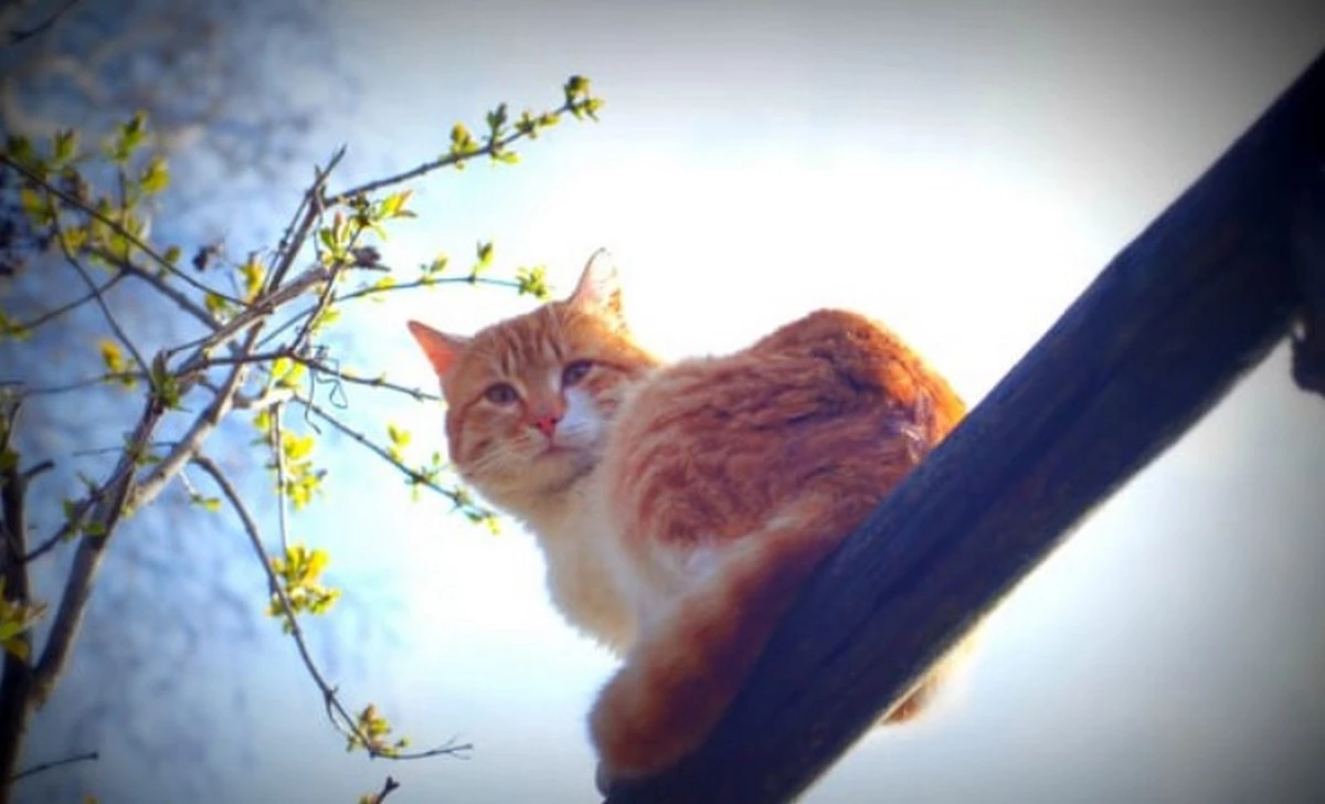 Україну розігріє ще більше: прогноз на 11 березня