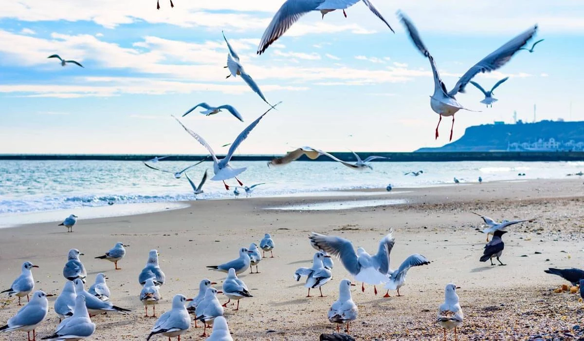 Дача как место сезонного проживания: как оценить реальную пригодность объекта