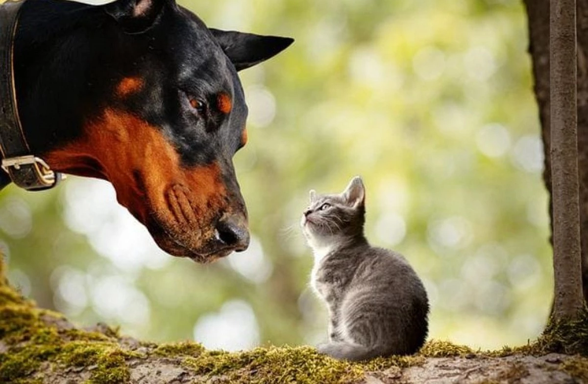 Незвичайний експеримент із котами та собаками дав кумедний результат