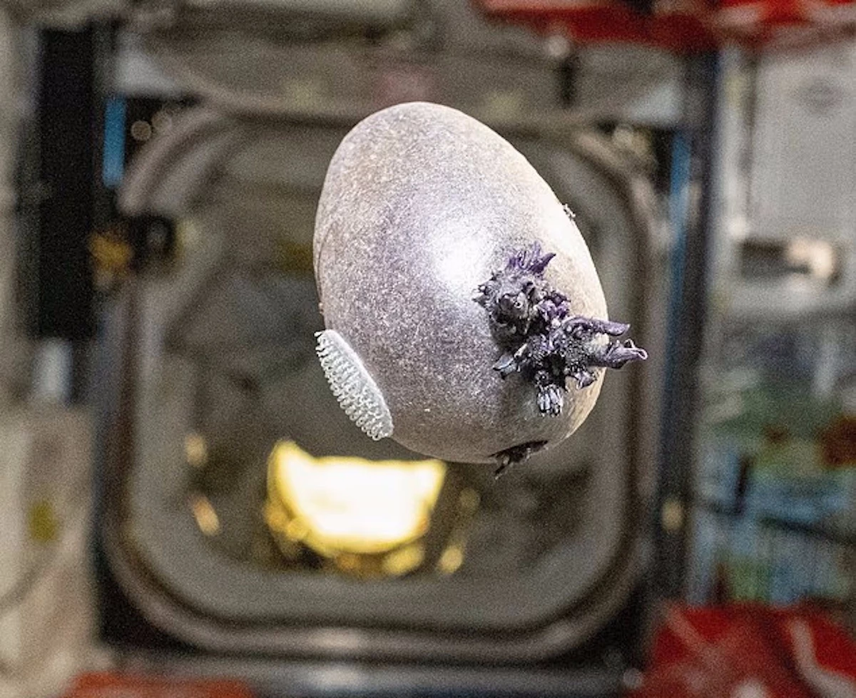 Астронавт NASA поделился фотографией странного объекта с щупальцами, снимок был сделан на МКС