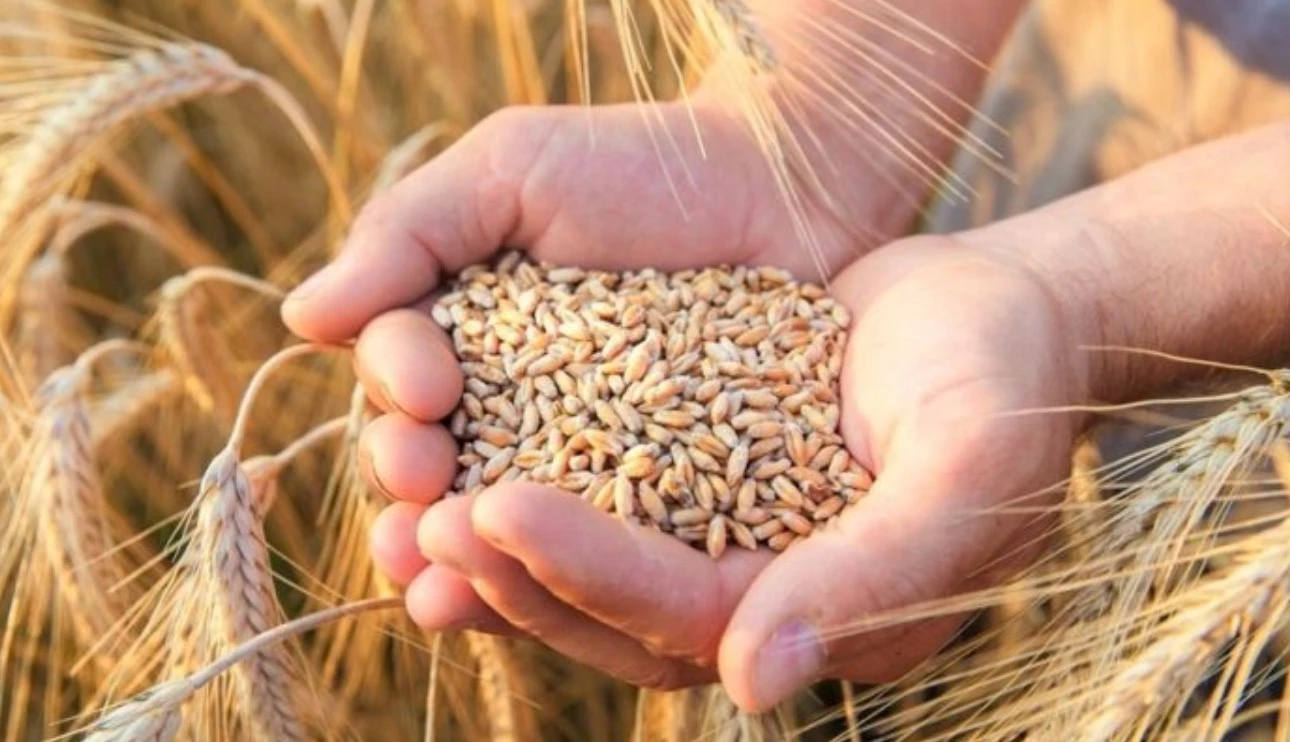 Египет дал слово не закупать зерно с оккупированных Россией украинских территорий, - Зеленский