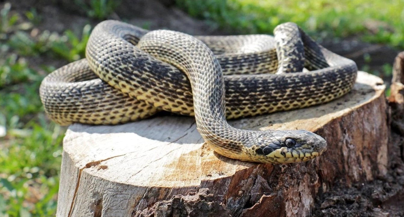 В Украине проснулись змеи: как не встретить ядовитых