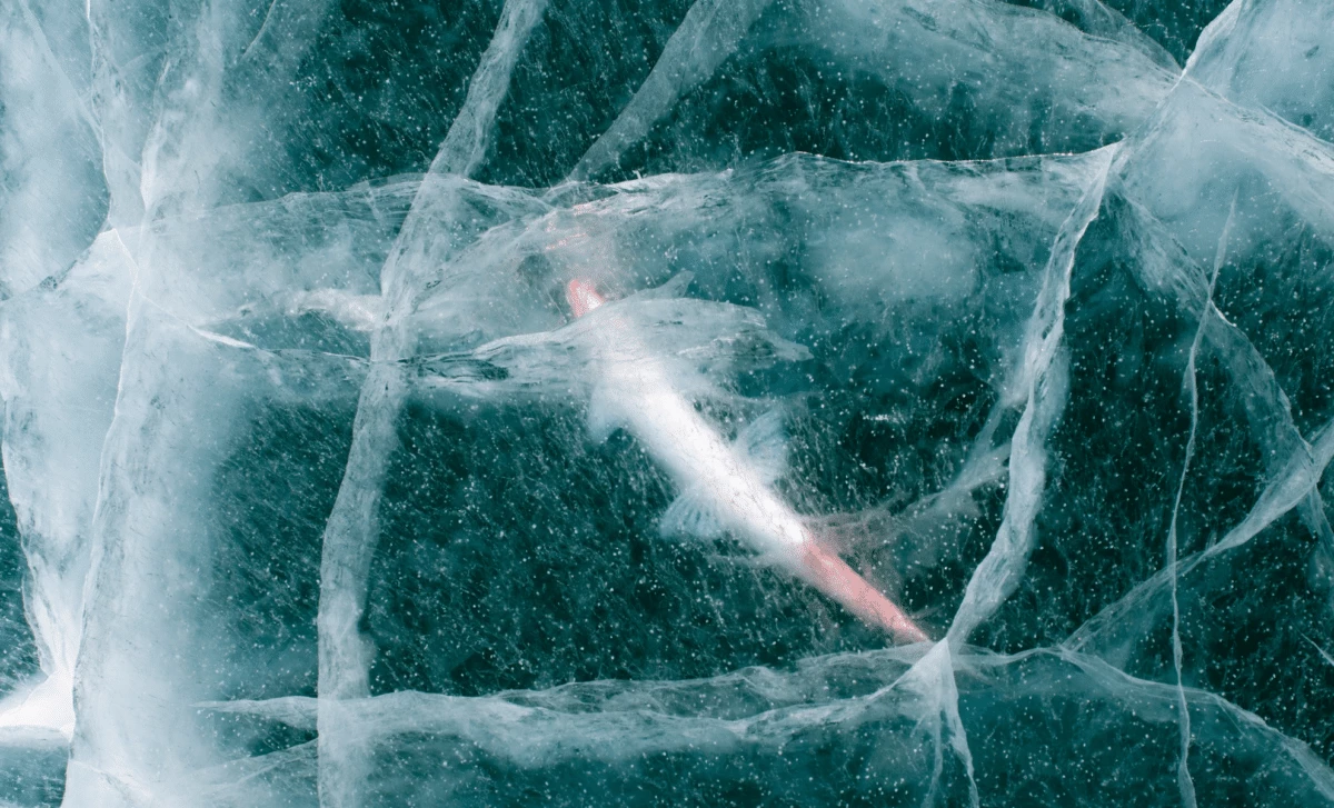 24-тысячелетний организм, найденный в Сибири, был успешно возвращен к жизни учеными