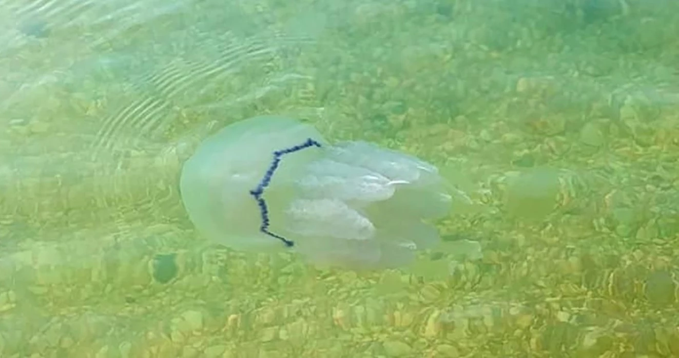 Оккупанты против экологии: в Азовском море готовят массовую зачистку медуз ради наживы