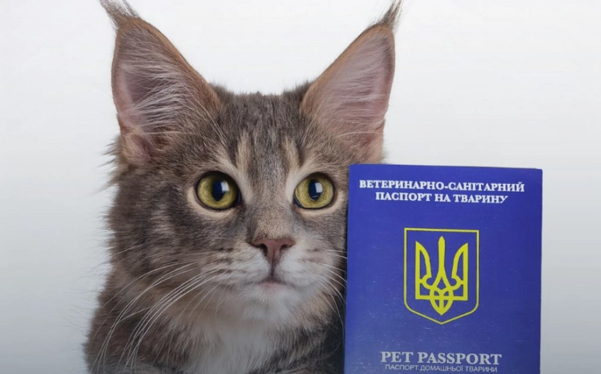 Госпродпотребслужба ввела ветеринарный паспорт нового образца: что важно знать владельцам животных