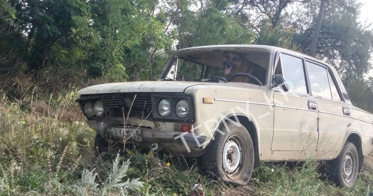 У Кривому Розі водій авто вилетів у кювет і заявив, що за кермом був пес