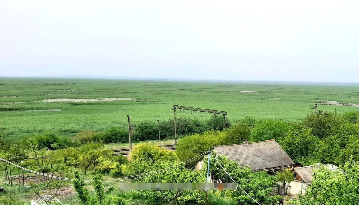 Каховское водохранилище: как на пустом месте появляется естественный полноценный лес