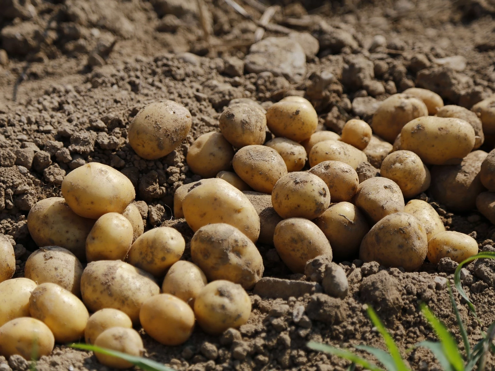 В Україні незабаром може суттєво подорожчати картопля, - експерт