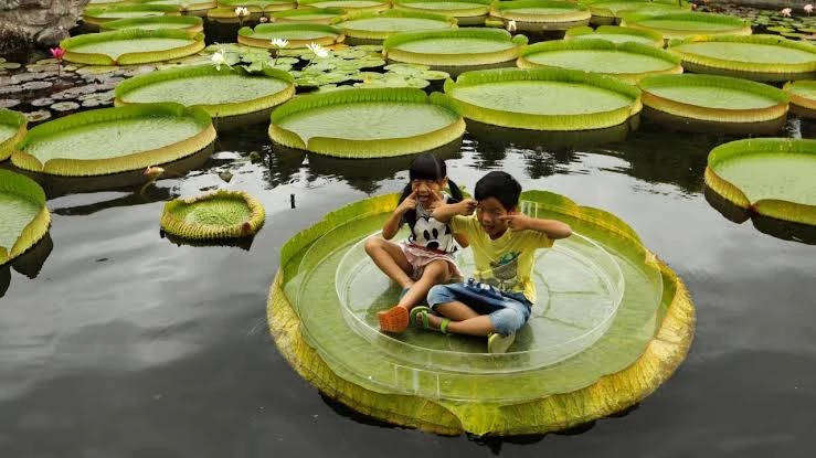 Новый вид гигантских водяных лилий открыли благодаря Instagram